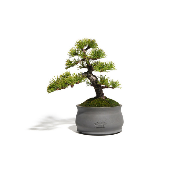 五葉松　-Japanese white pine-　（推定樹齢30年） 詳細画像